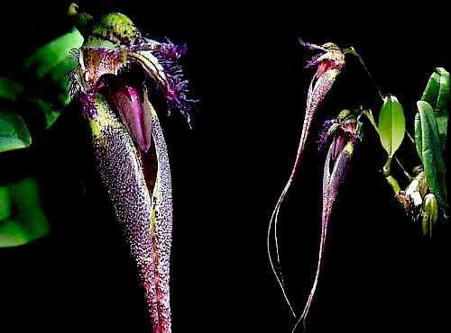 Bulbophyllum fascinator